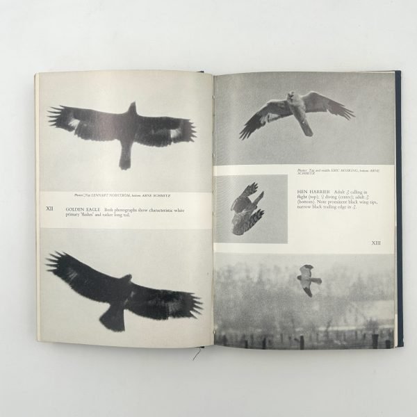 Birds of Prey in the Field by Roger Harkness & Colin Murdoch - Image 10