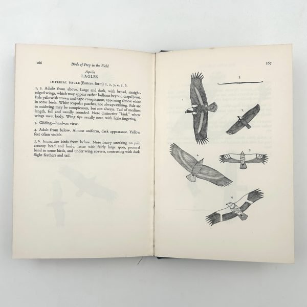 Birds of Prey in the Field by Roger Harkness & Colin Murdoch - Image 12