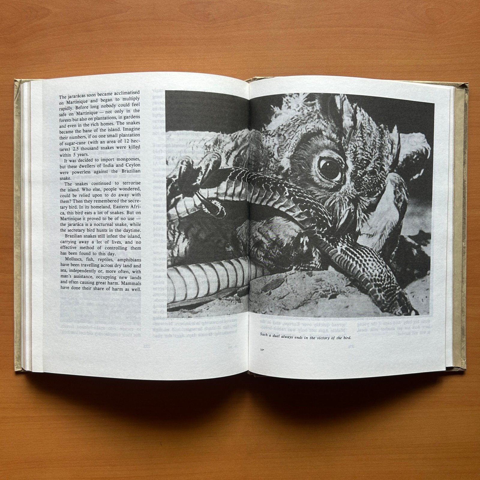 Animals on a Pedestal - Yuri Dmitriev - Image 11