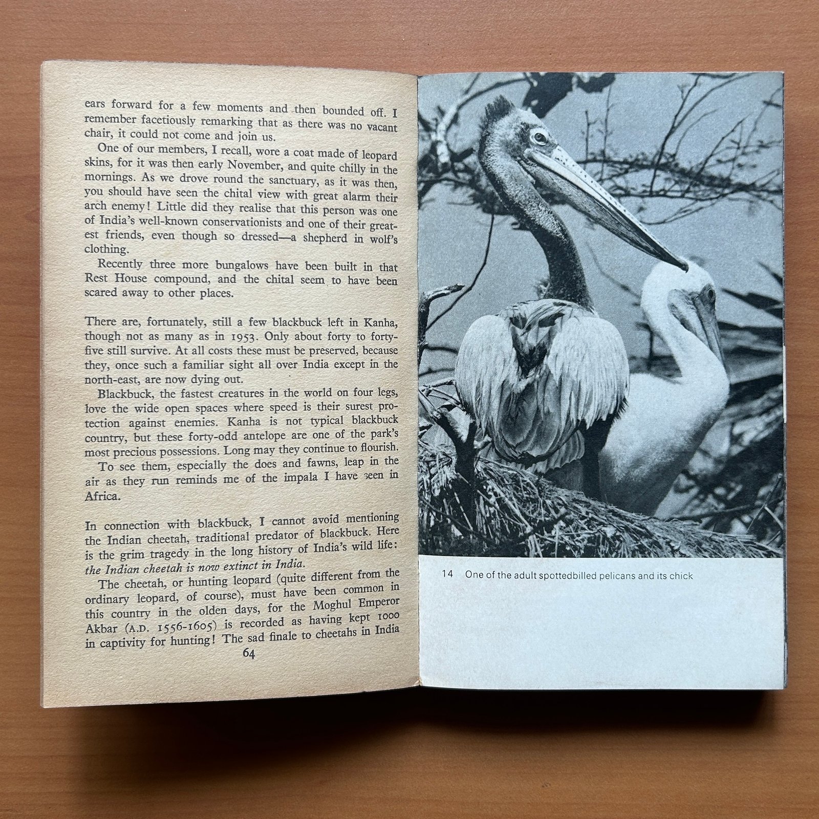 The Wild Life of India - E. P. Gee - Image 9