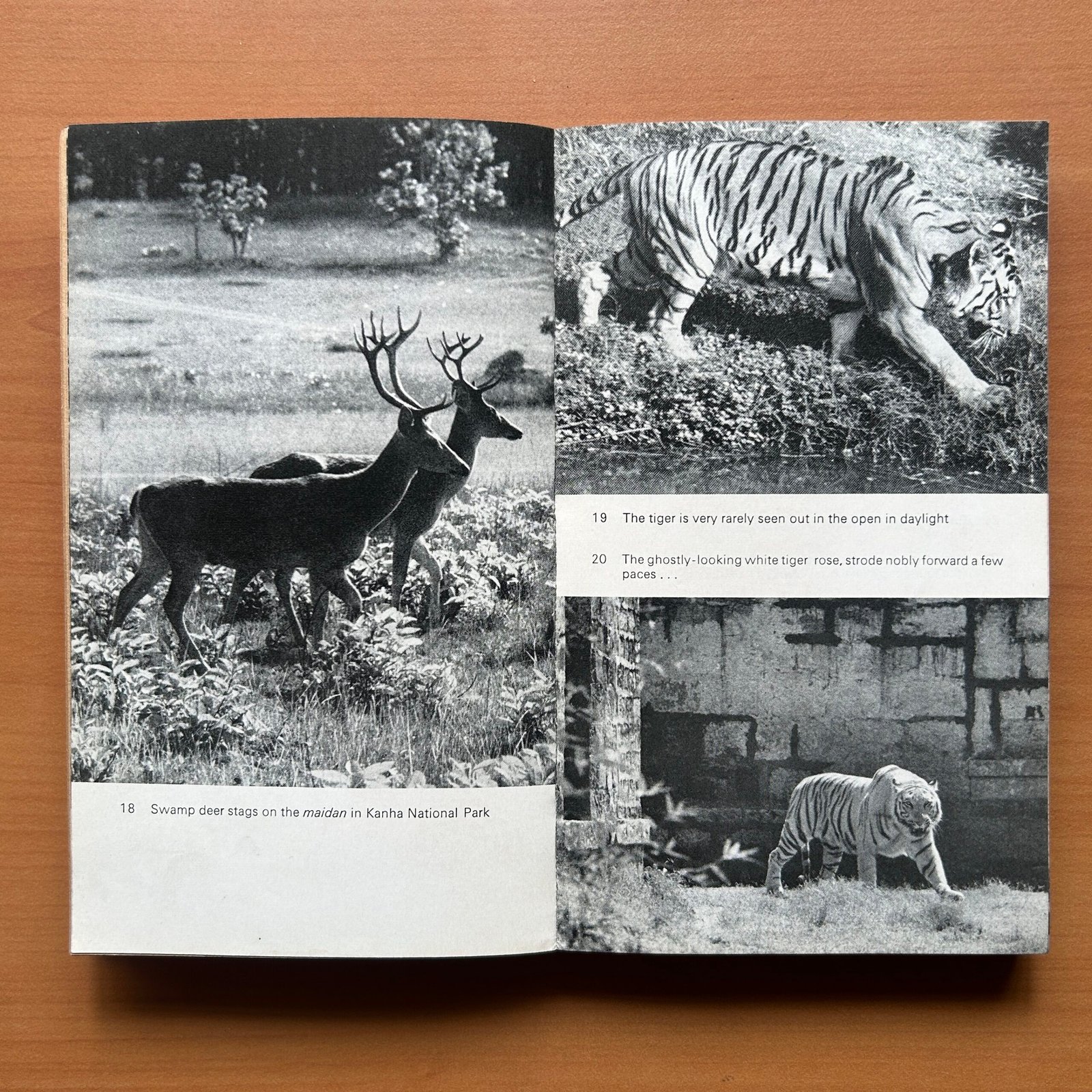 The Wild Life of India - E. P. Gee - Image 10