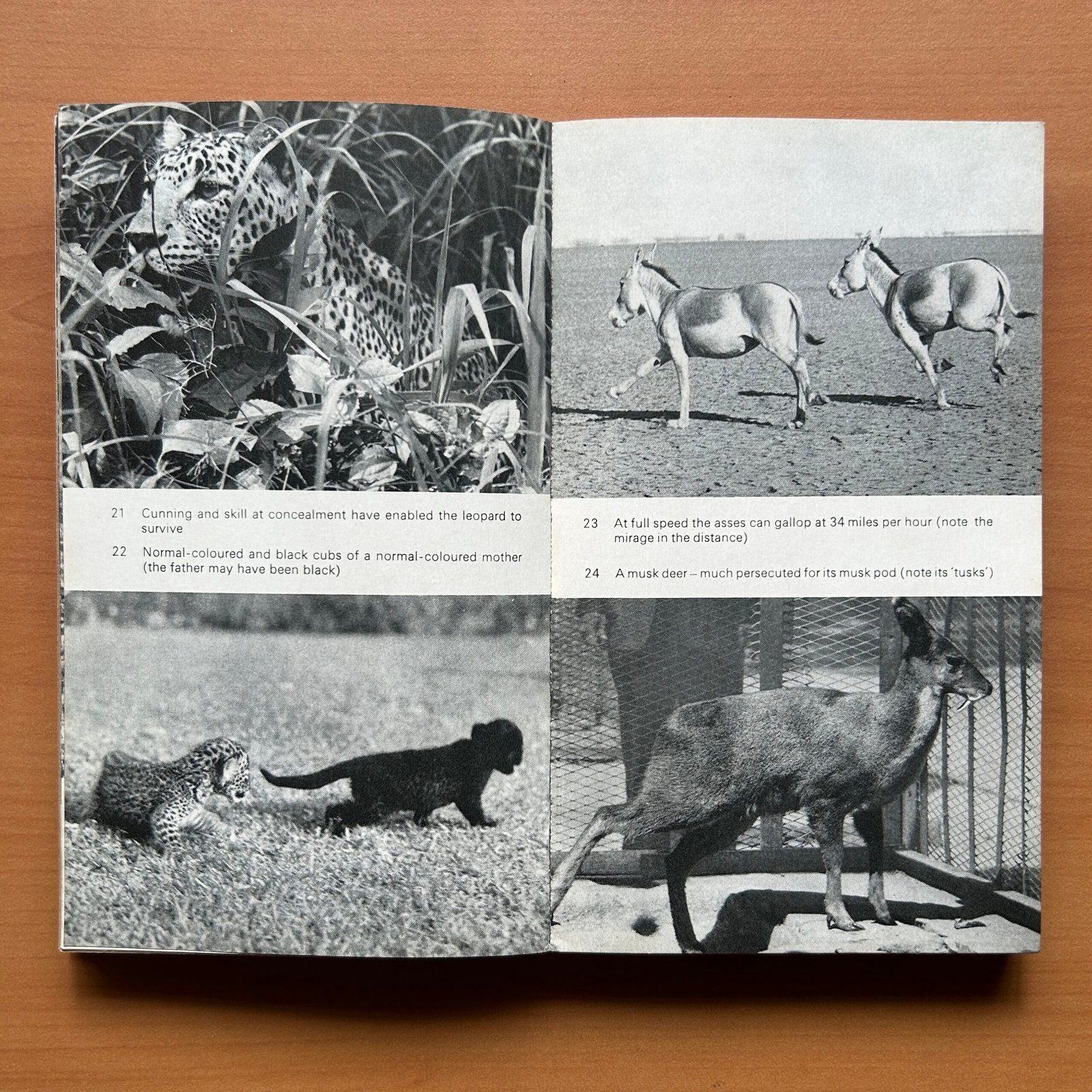 The Wild Life of India - E. P. Gee - Image 11