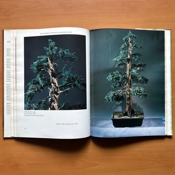 Bonsai Design: Deciduous and Coniferous Trees - Peter D. Adams - Image 10